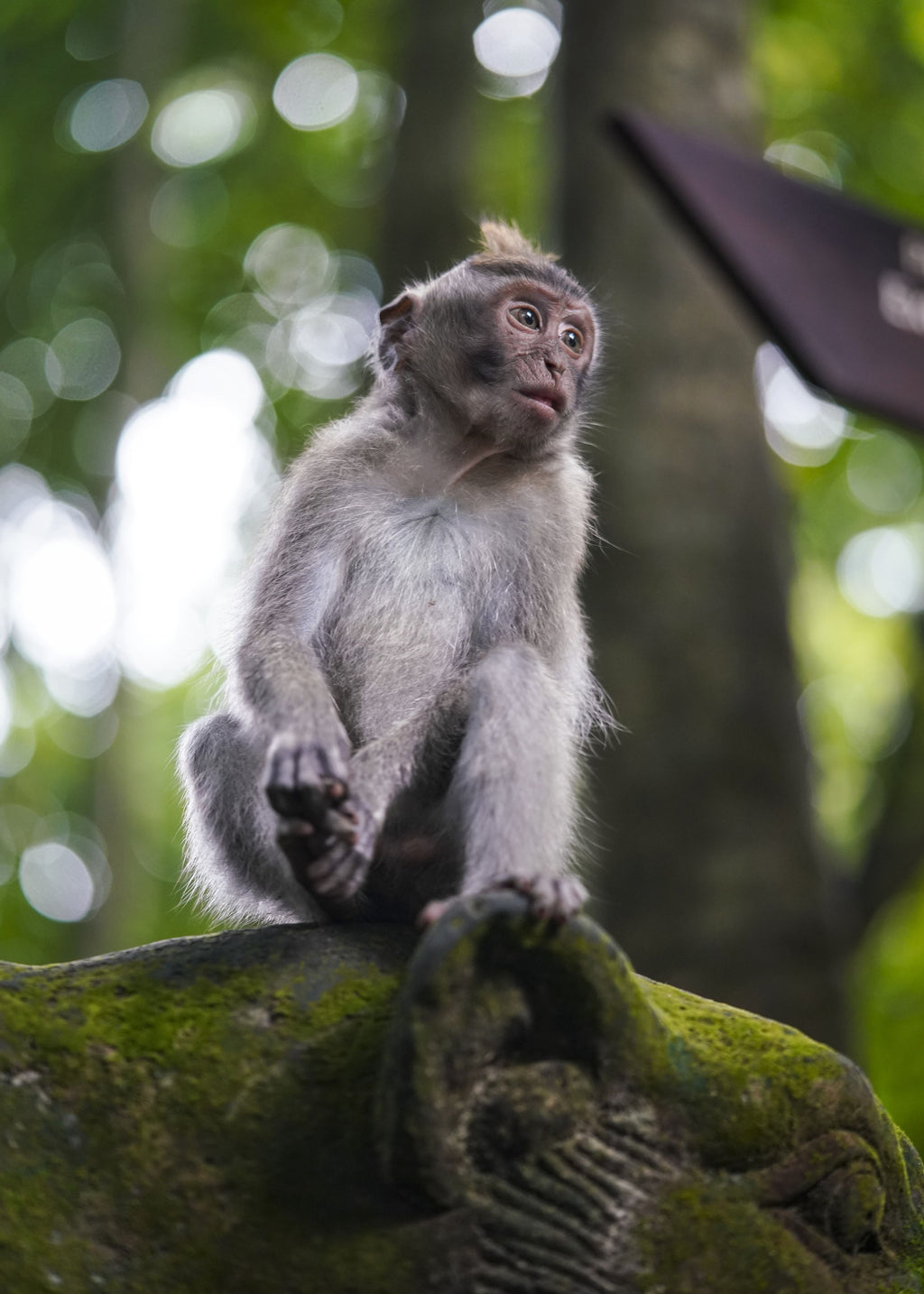 Balinese Monkey I