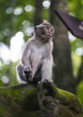 Balinese Monkey I