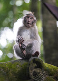 Balinese Monkey II