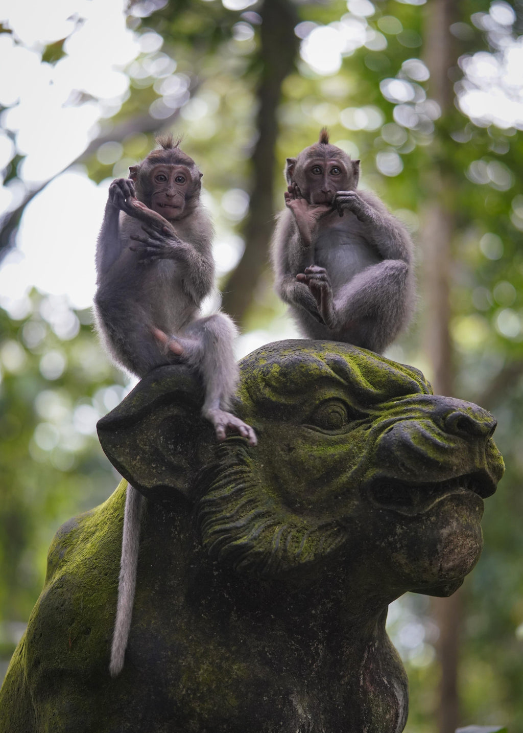 Balinese Monkeys