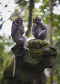 Balinese Monkeys