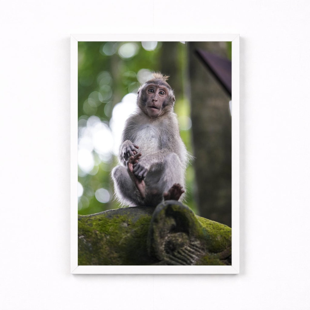 Balinese Monkey II