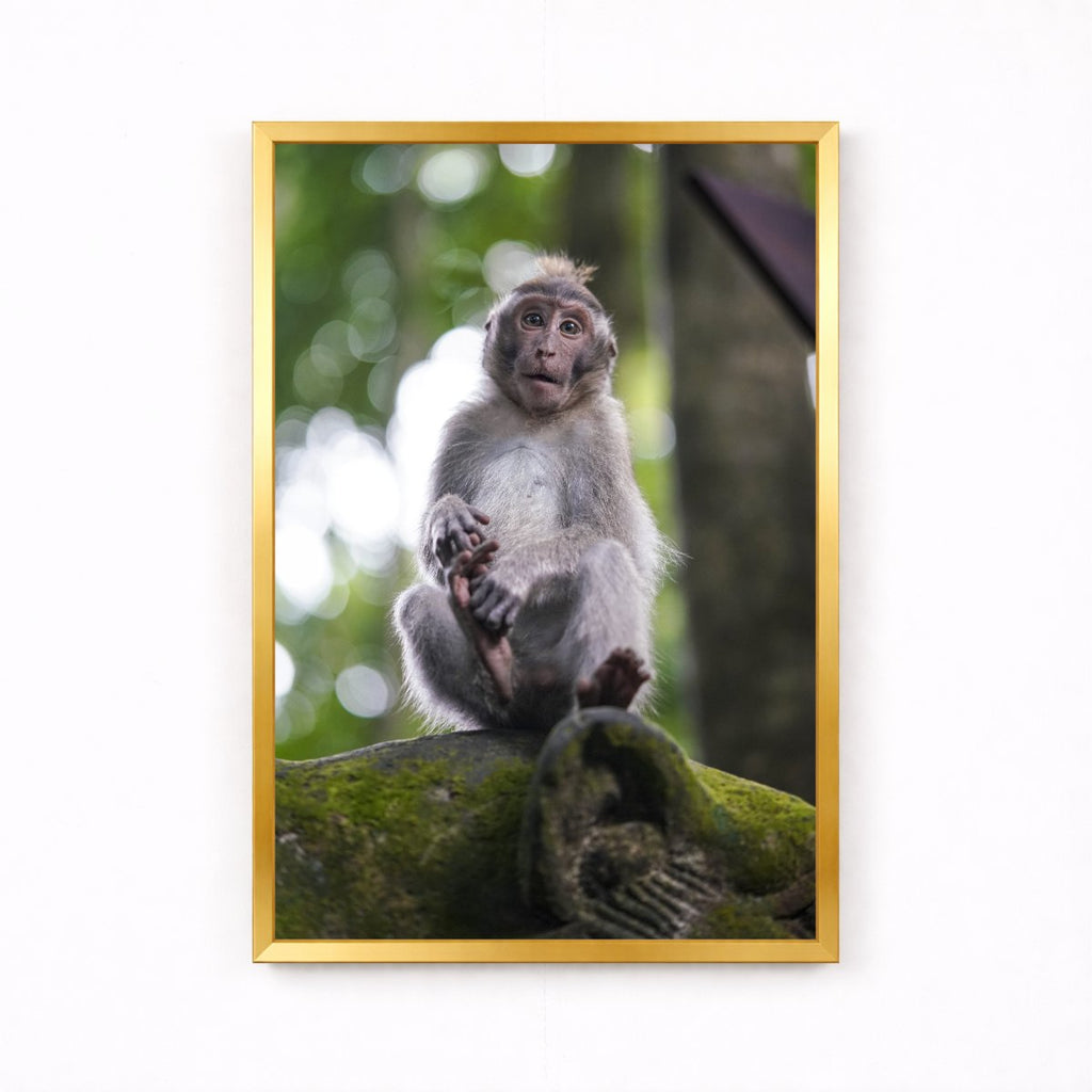 Balinese Monkey II