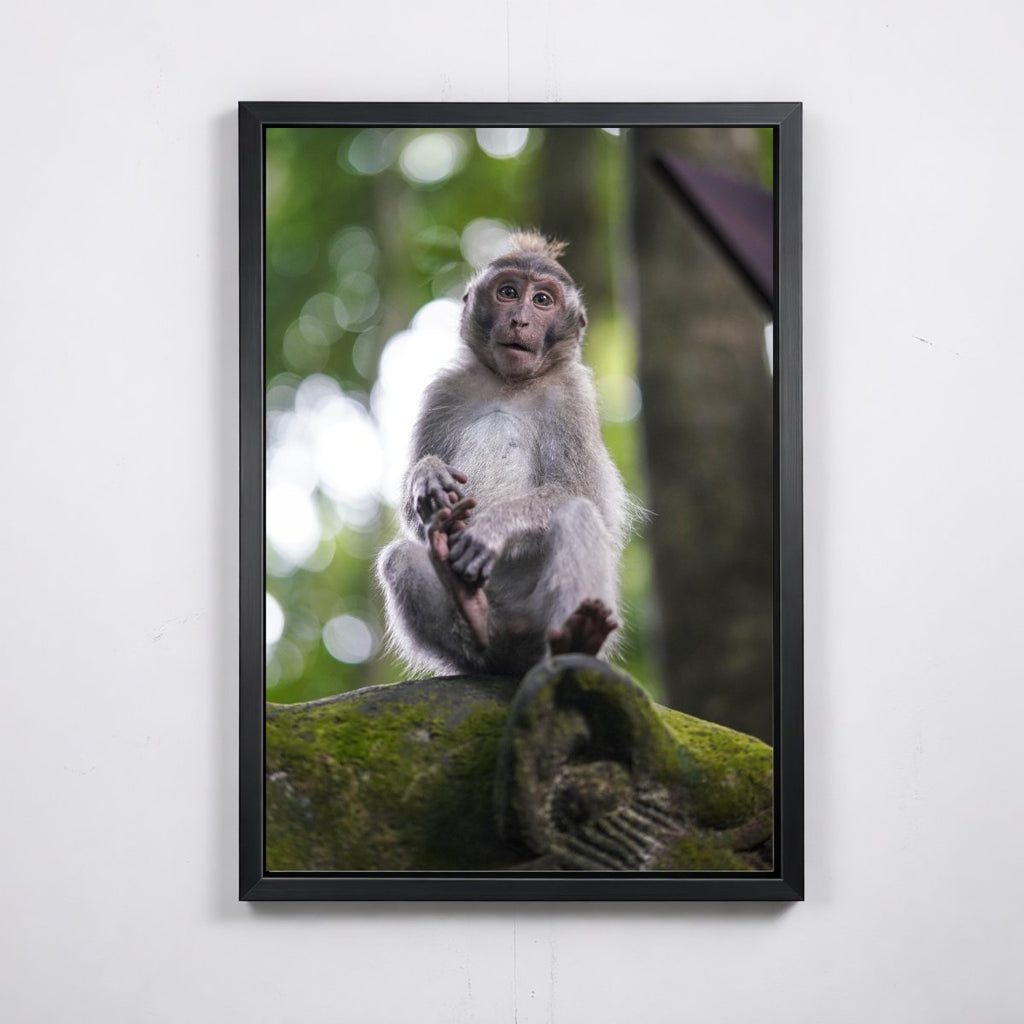 Balinese Monkey II