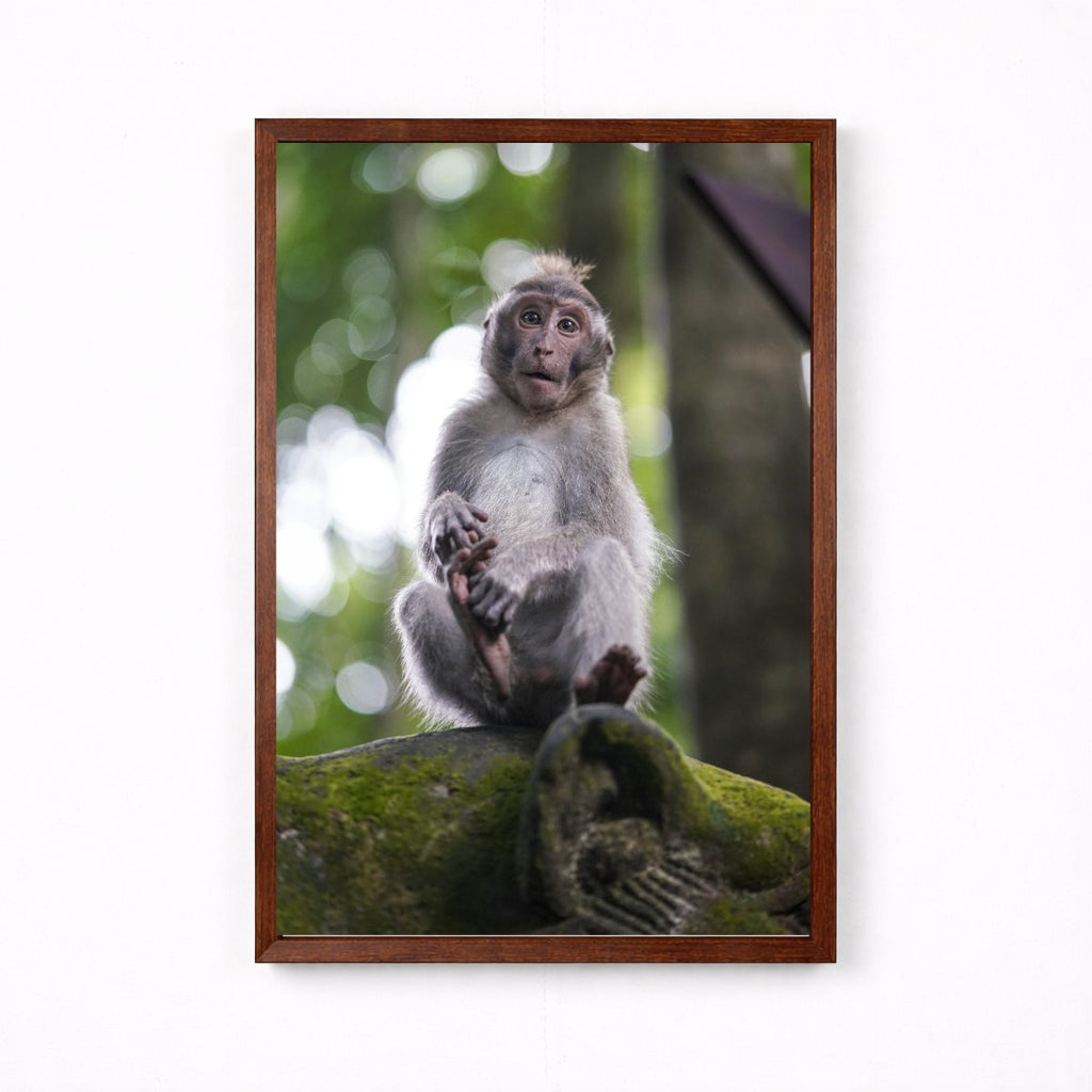 Balinese Monkey II