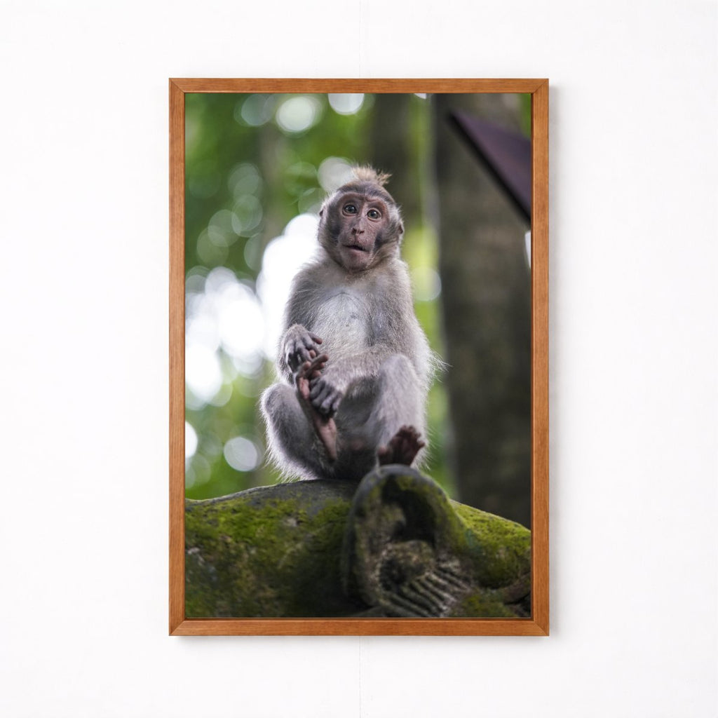 Balinese Monkey II
